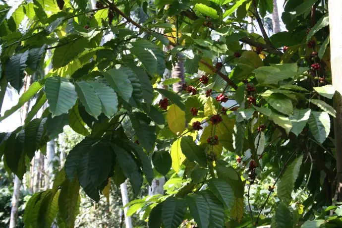 Фриланс и свобода: между мечтой и реальностью