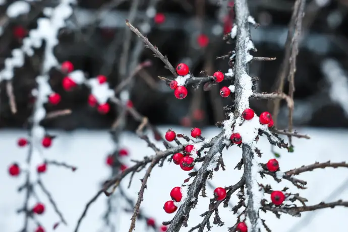 Сказка под рождественскими звездами
