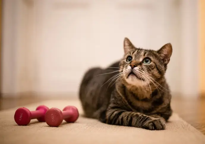 Удаленная работа для начинающих: кем работать, если ничего не умеешь Удаленная работа для начинающих: кем работать, если ничего не умеешь