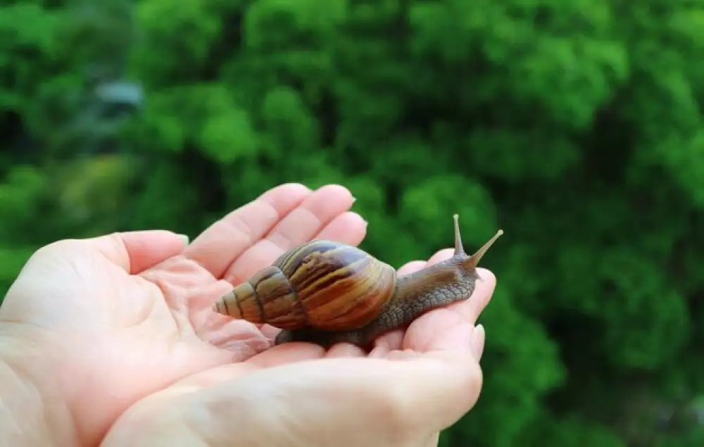 Девушки-улитки в тренде: почему молодежь сбавляет темпы работы